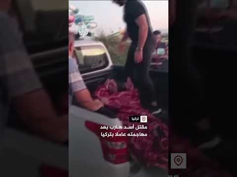 مقتل أسد هارب بعد مهاجمته عاملا بتركيا