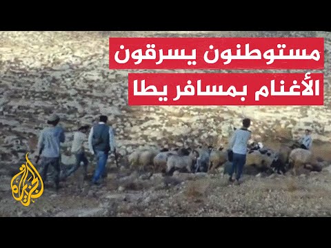 مستوطنون يحاولون سرقة قطيع أغنام في منطقة المفقرة بمسافر يطا جنوب الخليل