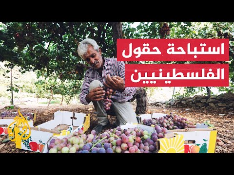 خسائر فادحة لمزارعي الضفة الغربية بسبب اعتداءات المستوطنين المتواصلة