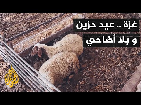 أصوات من غزة| الحرب تأتي على سوق المواشي وتحرم الغزيين من أضاحي العيد