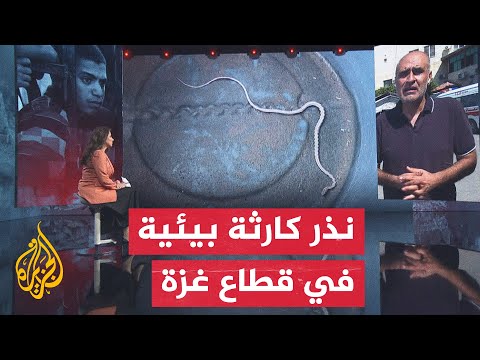 نافذة إنسانية.. الحشرات والأوبئة تفاقم معاناة النازحين في قطاع غزة