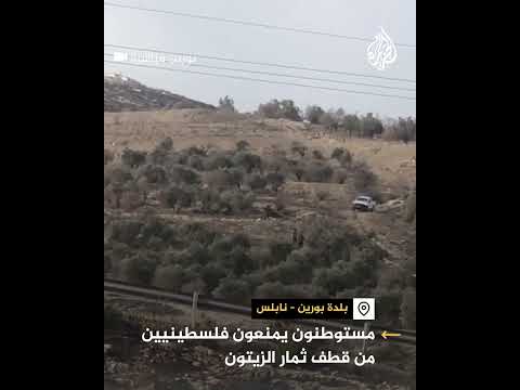 شاهد| مستوطنون إسرائيليون يمنعون فلسطينيين من قطف ثمار الزيتون