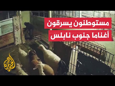 مستوطنون إسرائيليون يسرقون أغناما خلال صلاة التراويح في بلدة جالود جنوب نابلس
