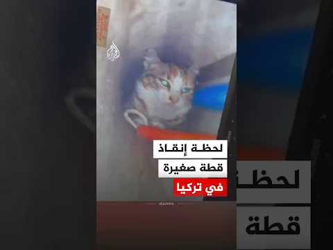 لحظة إنقاذ قطة صغيرة وخروجها من بئر سقطت فيه في تركيا