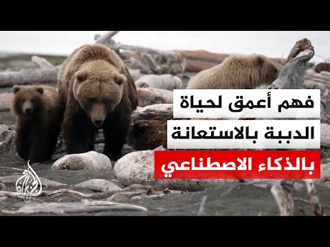 الذكاء الاصطناعي يقدم رؤى وبرامج جديدة للحفاظ على الحياة البرية في ولاية ألاسكا